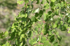 Moringa concanensis